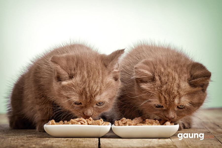 6 Rekomendasi Merek Makanan Kucing yang Bagus dan Murah